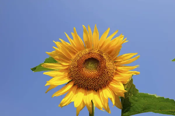 Schöne Sonnenblume Vor Blauem Himmel — Stockfoto
