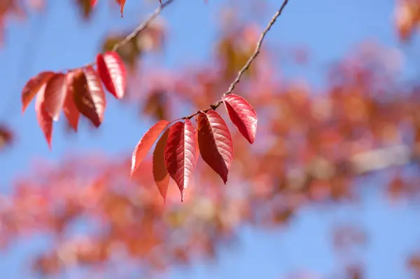 Φθινοπωρινά Φύλλα Σφενδάμου Κοντινό — Φωτογραφία Αρχείου