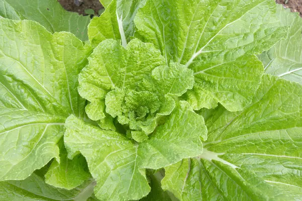 Junger Salat Der Garten Hintergrund Wächst Aus Der Nähe — Stockfoto
