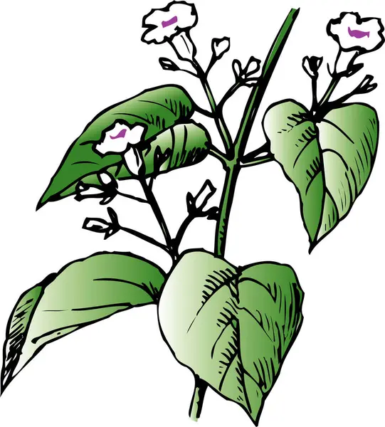 Illustrasjon Plante Med Blomster – stockfoto