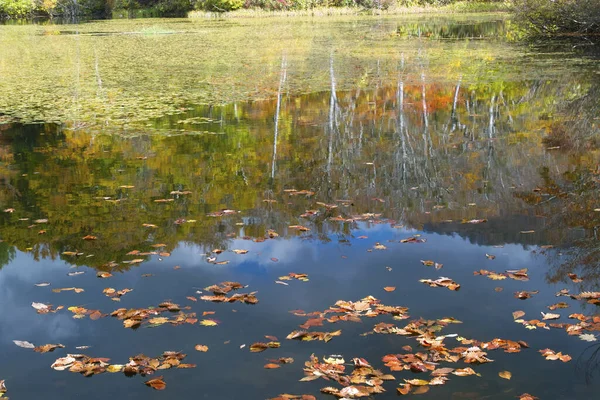Piękne Jezioro Jesiennych Liści — Zdjęcie stockowe
