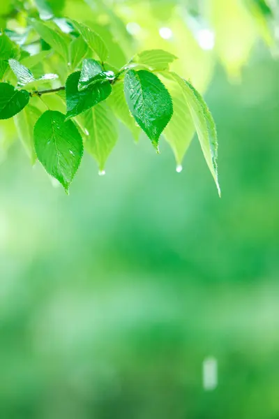 Φρέσκα Πράσινα Φύλλα Κάτω Από Βροχή Στον Κήπο Άνοιξη — Φωτογραφία Αρχείου