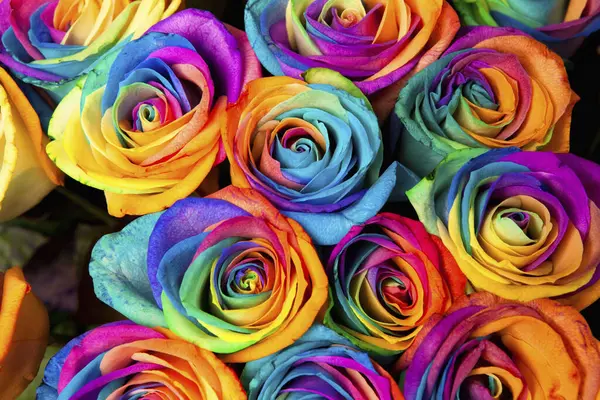Çok Renkli Parlak Renkli Gökkuşağı Çiçekleri — Stok fotoğraf