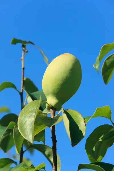 木の緑の熟した梨 — ストック写真