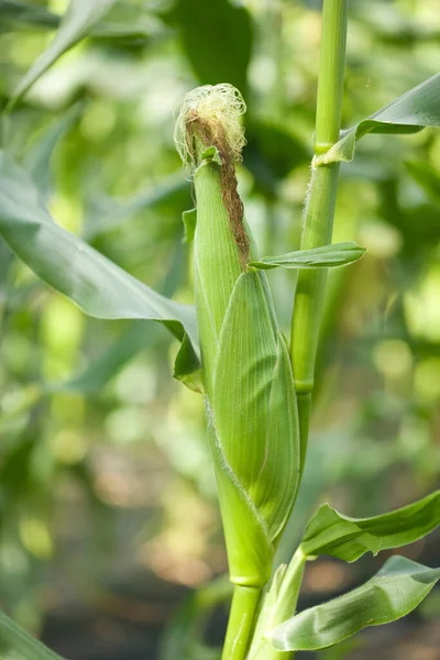 Bahçedeki genç mısır