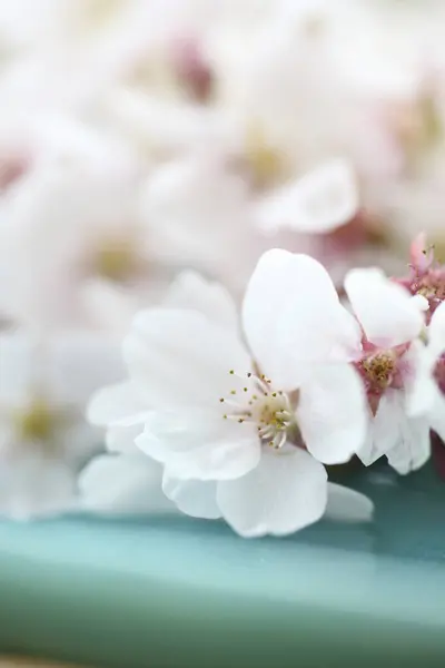 Mooie Bloeiende Kersenboom Tuin — Stockfoto