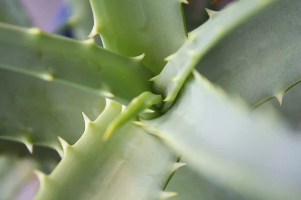 Aloe Vera Plant Close — Stock Photo, Image