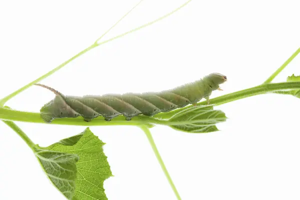 白い背景に緑の毛虫 — ストック写真