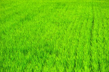 Tayland 'daki pirinç tarlası