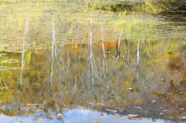 Gölde sonbahar yaprakları