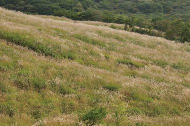 Doğa arka planında uzun otların olduğu bir alan.