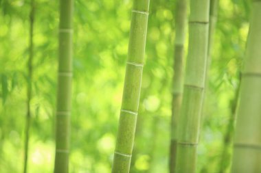 güzel bambu orman arka plan