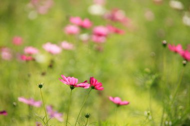 Bahçedeki güzel kozmos çiçekleri
