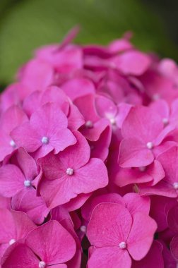 Bahçede açan güzel ortanca çiçeklerinin yakın plan görüntüsü.                   