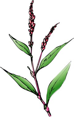 Beyaz arka planda yeşil bitki, ev çiçeğinin el yapımı çizimi.