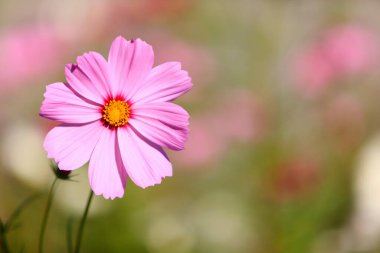 Doğanın arka planında, bahçede pembe kozmos çiçeği.