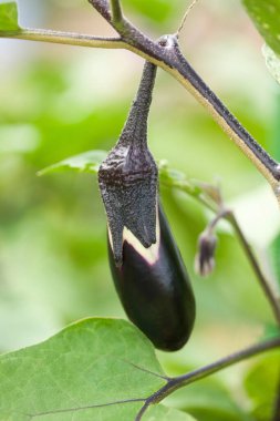 Sebze bahçesinde yetişen olgun patlıcanlara yakın.