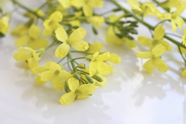 Işık arkaplanındaki güzel sarı çiçeklerin yakın plan görüntüsü 