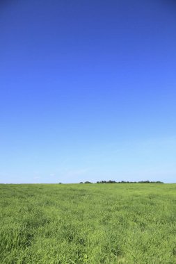 Bulutlu gökyüzünün altında yeşil yaz çayırı, gündüz görüşü