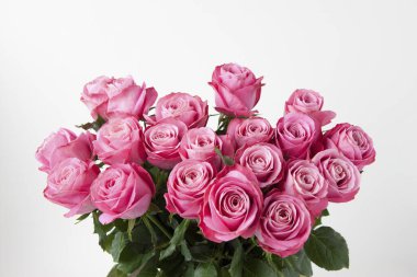 Beyaz arka planda güzel güller.