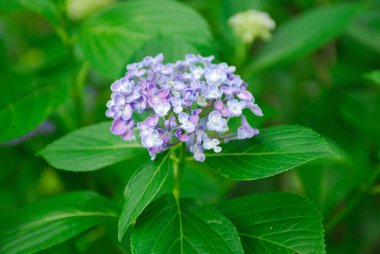 Bahçedeki ortancaların güzel çiçekleri