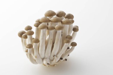 Beyaz arka planda taze organik mantarların yakın plan görüntüsü              