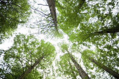 Ormandaki güzel yeşil ağaçların alçak açılı görüntüsü       