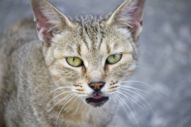 Arka planda sevimli kedi portresi, kapat