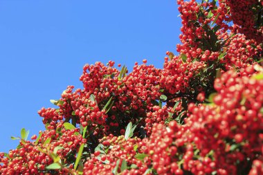 Bahçedeki ağaçta kırmızı meyveler