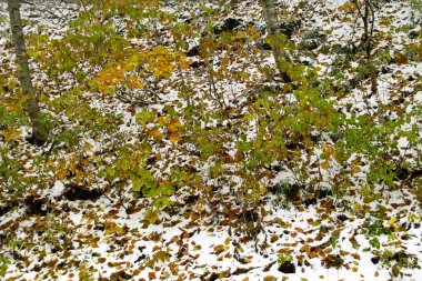 Ormanda karla kaplı ağaçlar