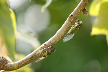 İki ağustos böceği dalda dinleniyor.