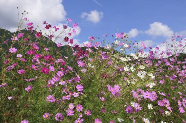 Bahçede güzel çiçekler, flora       