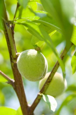 Yapraklı dalların arasında büyüyen yeşil şeftaliler.