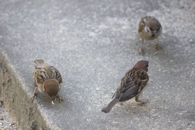 Bir grup serçenin bir sokakta yakın plan fotoğrafı.