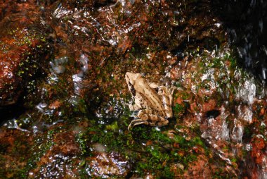 Sudaki kurbağa, kapat. 