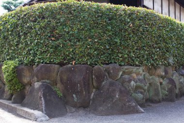 Büyük doğal taş duvarın üzerinde büyüyen yeşil çit.