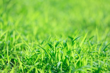 yeşil çimen arka planı. doğa yeşil çim alan arkaplanı