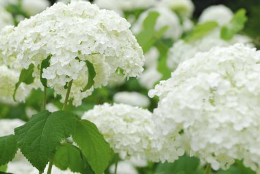 Bahçedeki beyaz ortanca