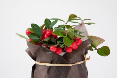 Beyaz arka planda kırmızı böğürtlenli küçük bitkinin dikey görüntüsü 