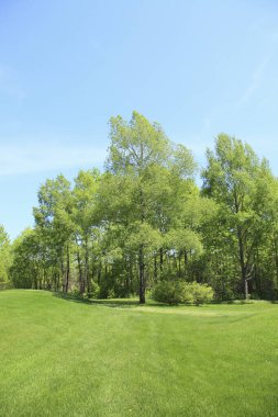Yaz otlağında yeşil ağaçlar, gündüz manzarası 