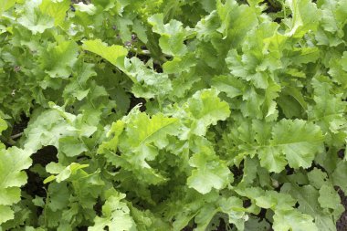 Arka planda büyüyen genç marul, yakın plan.