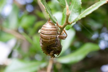Kahverengi ağustos böceği dalda asılı.