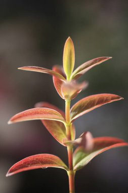 Bulanık arkaplanda yeşil ve kırmızı yapraklı küçük bitkilerin yakınlaşması 