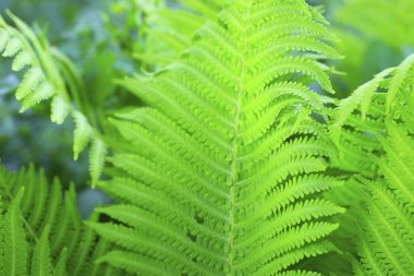 Yeşil yaprak arkaplanı kapat