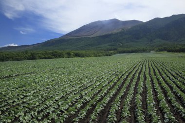 Yaz Hokkaido 'sunda yeşil lahana tarlası