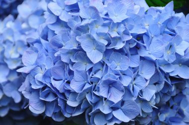 Bahçedeki güzel ortanca çiçeği