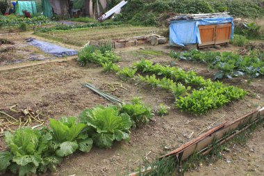 # Tarlada yeşil lahana yaprakları # 