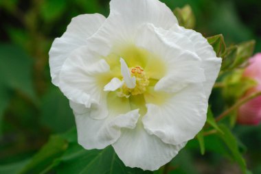 Bahçedeki güzel çiçek, yaz doğası geçmişi