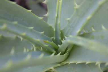 Arkaplanda yeşil aloe vera yaprakları, kapatın