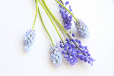 Muscari ve muscari, mavi üzüm, üzüm sümbülü. bahar çiçekleri